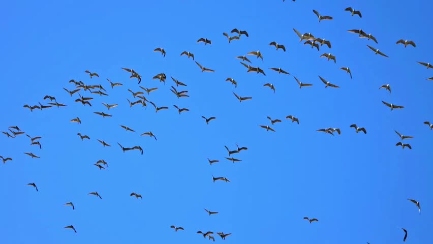 Black-Crowned Night Heron (Nycticorax nycticorax) Flock Flying Over Wetland – 120fps 4K Footage