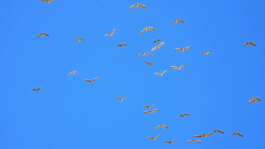 Black-Crowned Night Heron (Nycticorax nycticorax) Flock Flying Over Wetland – 120fps 4K Footage