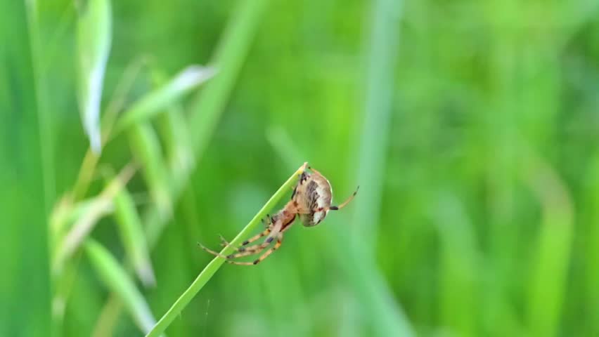  European Garden Spider (Araneus diadematus) Hunting Prey on Web in Natural Habitat – 120fps 4K Footage