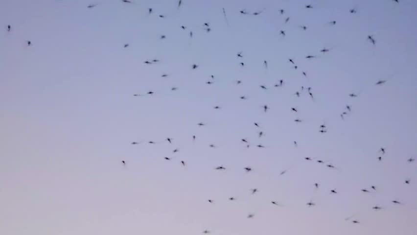 Dengue Mosquito Swarms Flying at Evening Light – 120fps 4K Footage