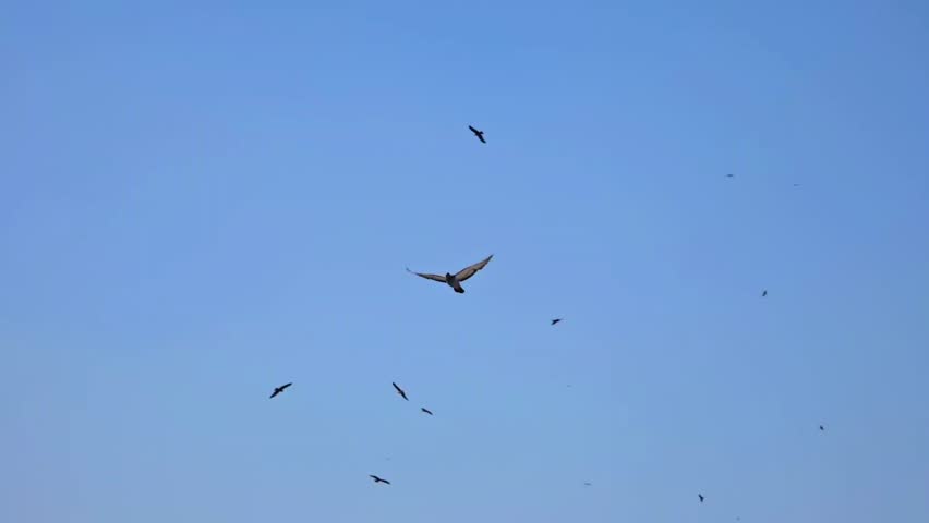 Black Kite (Milvus migrans) Bird of Prey Flying Across the Sky – 120fps 4K Footage