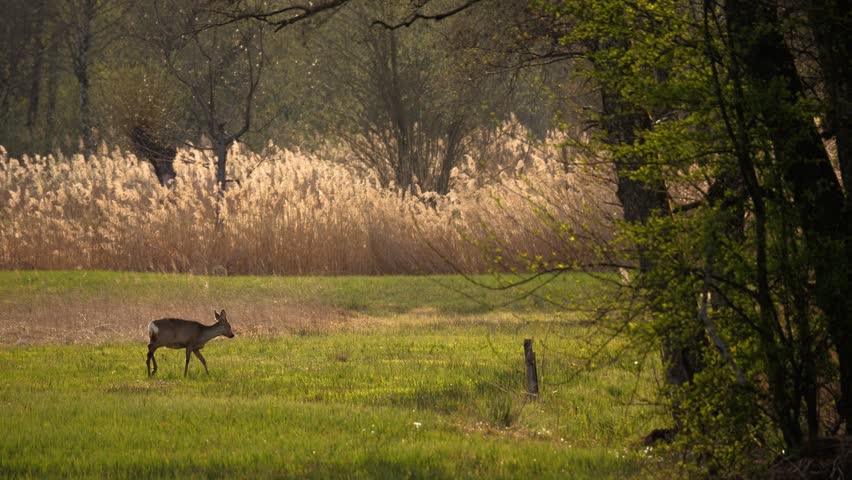 A deer searches for food in the wild nature. The wind blows the reeds in the background, and the sun sets. It