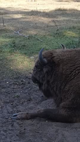 European bison lying on the grass and chewing, captured in a calm moment of rest and feeding, showing its massive body, thick fur, and connection to the peaceful rhythm of wild nature