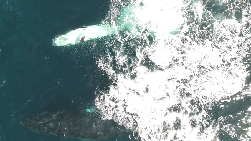 Stunning Aerial Video of Adult Humpback Whale and Playful Belly-Up Calf Swimming Near Sydney Coastline – Bright Sunny Day, Top-Down Tracking Shot of Marine Life in Australia.