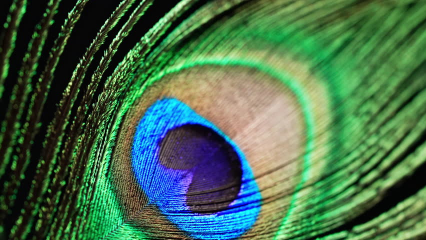Feathers of tropical peacock bird. Macro close-up view. Beautiful animals. color accuracy of nature