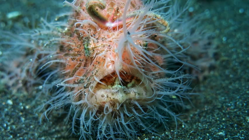 Close-up of a Harry frogfish in Lembeh Strait.