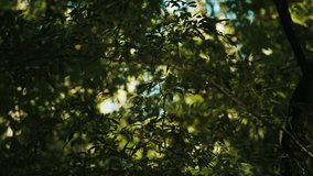 Dreamy Fairies in Enchanted Forest - Powered by Shutterstock - Get 15% off with code: PIKWIZARD15