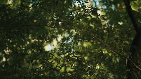 Magical Glowing Fairies Dancing in the Woods - Powered by Shutterstock - Get 15% off with code: PIKWIZARD15