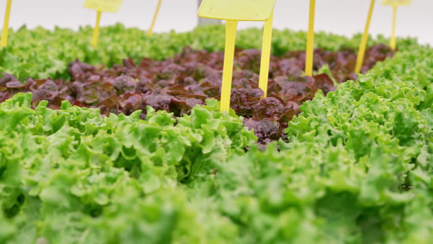 Lettuce leaves grown using mineral solutions, modern greenhouse lab. Agriculture