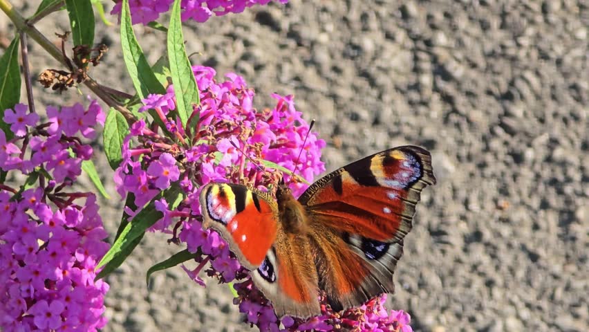 Close up Butterfly collecting honey on a flower Buddleja davidii.