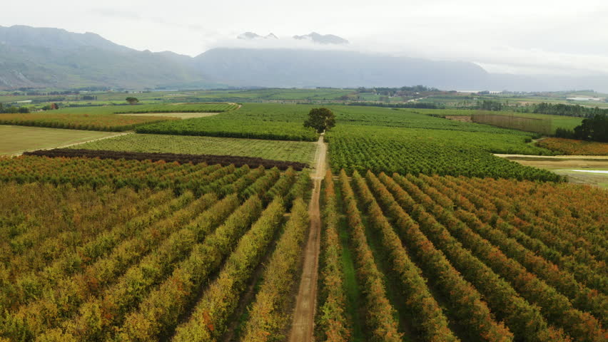 Vineyard, drone and agriculture with landscape of farm for sustainability, nature or environment. Ecology, harvest and winery with aerial view of countryside for plants, cultivation and organic field