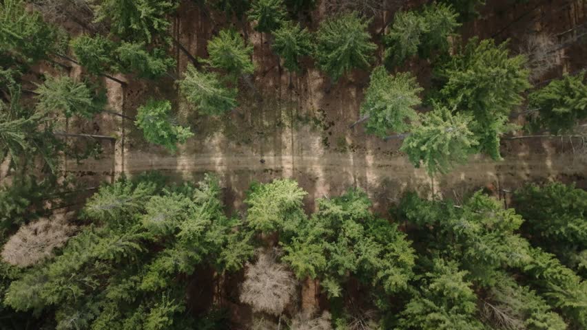 Looking down on a path in the forest with a figure passing by. Sunny spring brings life to nature. Tall trees from a drone