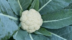 Cauliflower is growing in the field. - Powered by Shutterstock - Get 15% off with code: PIKWIZARD15