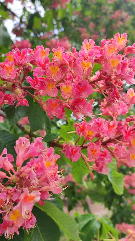 Pink Chestnut Blossom. Many small pink flowers of a flowering chestnut tree. Tree blossom close-up. Nature. Natural background. Vertical