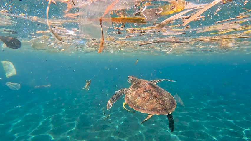 Green sea turtle looking for food in plastic trash debris pollution floating on surface of ocean in Amed, Bali Indonesia
