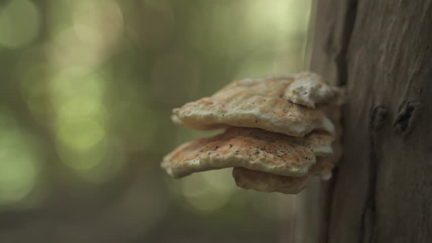 4K30 Close-up View of the Hongo Pollo Fungus on a Tree in the Woods, Laetiporus Sulphureus
