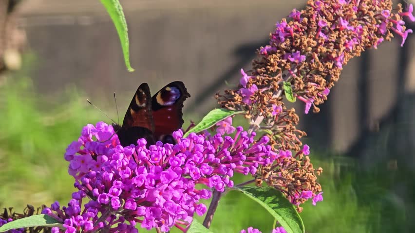 Close up Butterfly collecting honey on a flower Buddleja davidii.