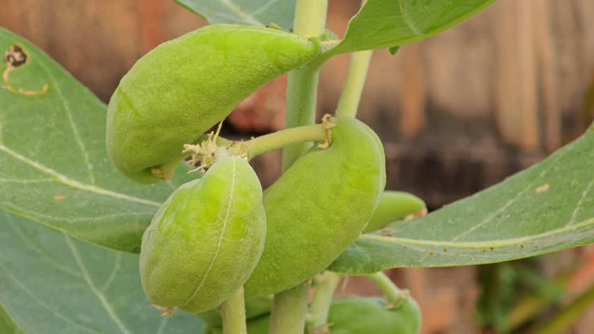 Milkweeds (Calotropis). Calotropis gigantea pods.