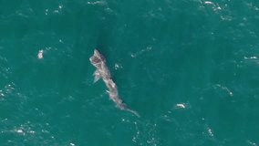 Basking shark near the surface in Achill Island - 4K Cinematic Drone Footage - Co.Mayo - Ireland 19 - Powered by Shutterstock - Get 15% off with code: PIKWIZARD15