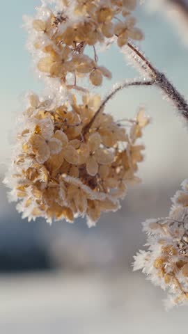Vertical video close up of withered large petal hydrangea flowers on a cold winter morning. Frost on dried flowers. Plants in morning frost.