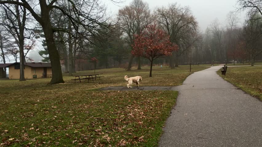 Goldendoodle running around in the grass on an autumn day at the park among the trees at Devils Lake State Park in Wisconsin 