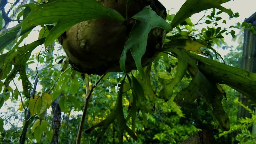 Raindrop on green leaves in the Flower Graden, Light Rain Falling On Tree Leaves