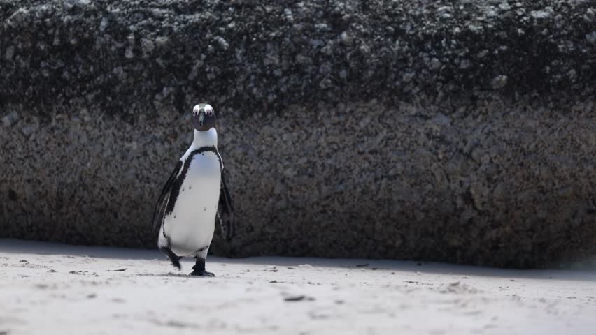 Funny penguin walking on sandy shore, front view