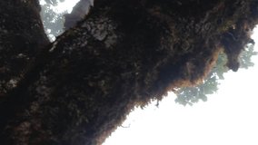 Moss-covered tree trunks and fog in the misty Fanal Forest in Madeira - Powered by Shutterstock - Get 15% off with code: PIKWIZARD15