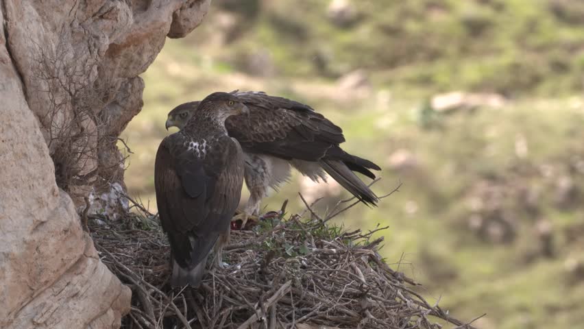 Bonelli