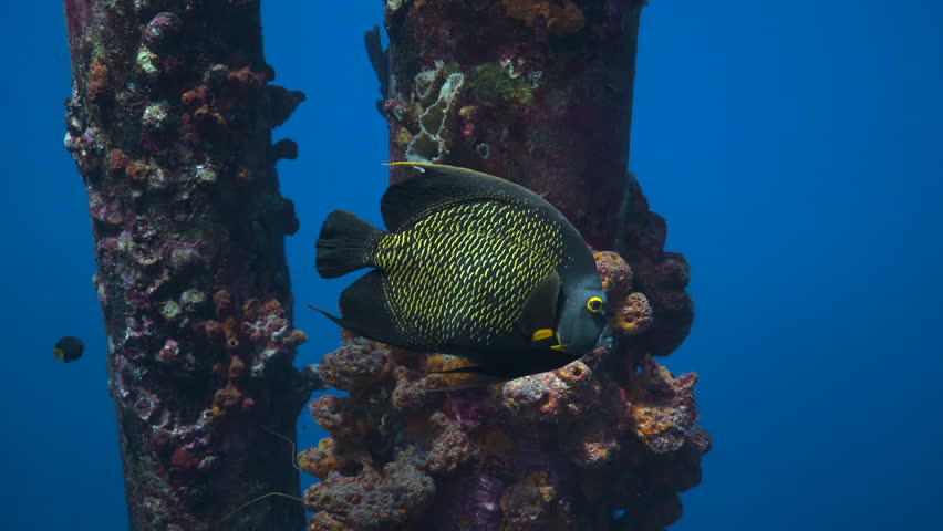 Queen Anglerfish Underwater Caribbean Sea Slow Motion 60fps underwater footage