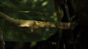 Mystical Fairies Beneath Jungle Plants - Powered by Shutterstock - Get 15% off with code: PIKWIZARD15