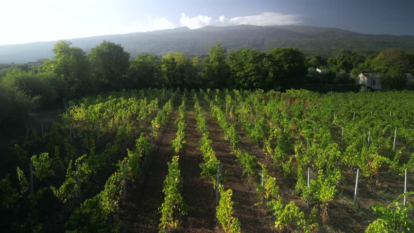 Lush vineyard rows bask in sunlight, with the majestic mount etna providing a dramatic backdrop, showcasing the beauty and serenity of sicilian viticulture