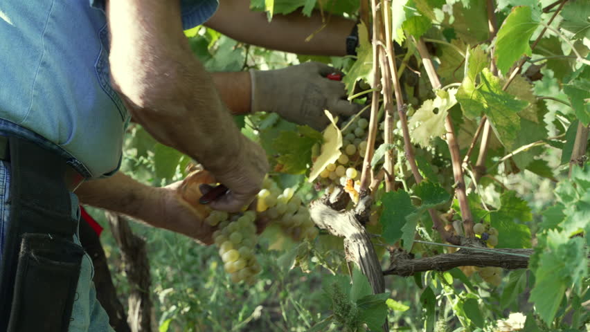 Close up of a farmer's hands skillfully harvesting ripe white grapes from a vine in a sunlit vineyard, showcasing the meticulous process of grape picking during the harvest season