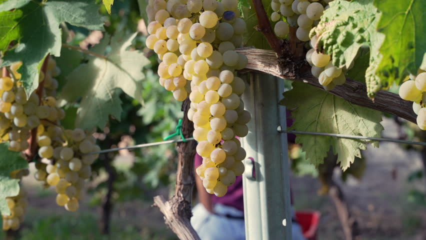 Bunches of ripe white grapes hang from a vine in a sunlit vineyard, ready for harvest, with a blurred figure of a winegrower in the background