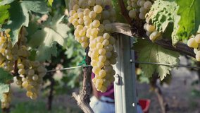 Bunches of ripe white grapes hang from a vine in a sunlit vineyard, ready for harvest, with a blurred figure of a winegrower in the background - Powered by Shutterstock - Get 15% off with code: PIKWIZARD15