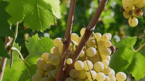 Sunlight illuminates a cluster of ripe white grapes hanging from a vine, showcasing the beauty and abundance of a vineyard during harvest season - Powered by Shutterstock - Get 15% off with code: PIKWIZARD15