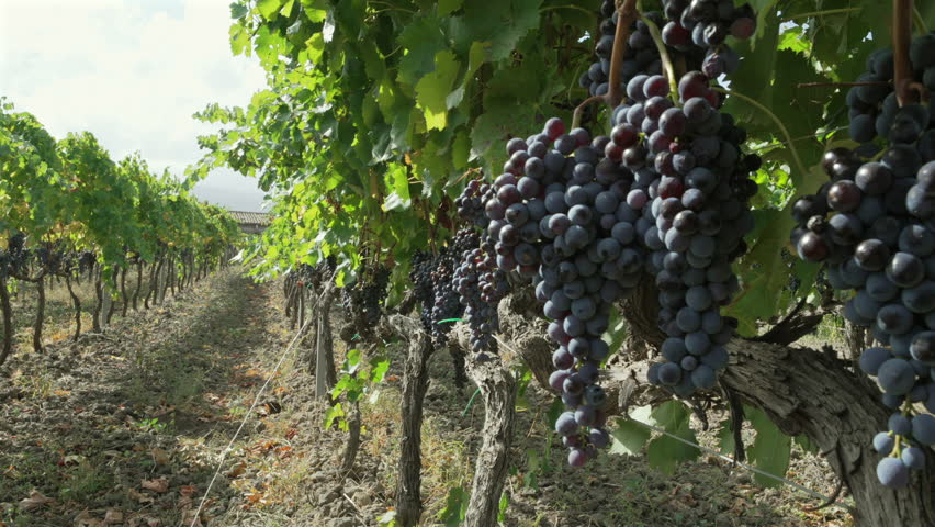 Sunlit vineyard revealing lush black grapes hanging heavily from grapevine, showcasing ripe clusters bursting with agricultural promise and harvest potential