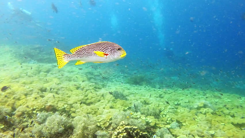 Fish, swimming and coral reef in tropical nature Raja Ampat, Indonesia at summer holiday destination. Diagonal banded sweetlips, water environment and deep sea travel, scuba diving or island trip