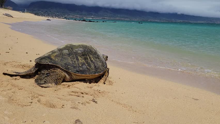 A green sea turtle slowly crawls along the golden sand of a Maui beach, heading toward the gentle turquoise waves under a cloudy sky.