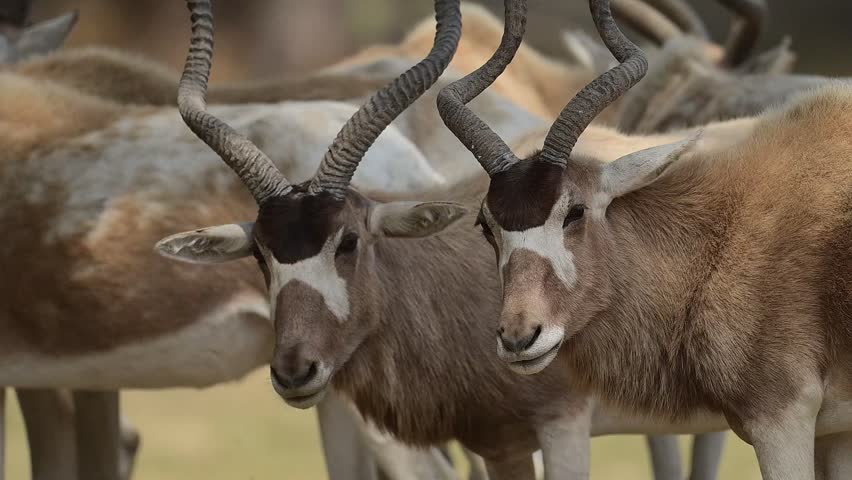 Close-up of two Addax antelopes, showcasing their distinctive horns and coat patterns.