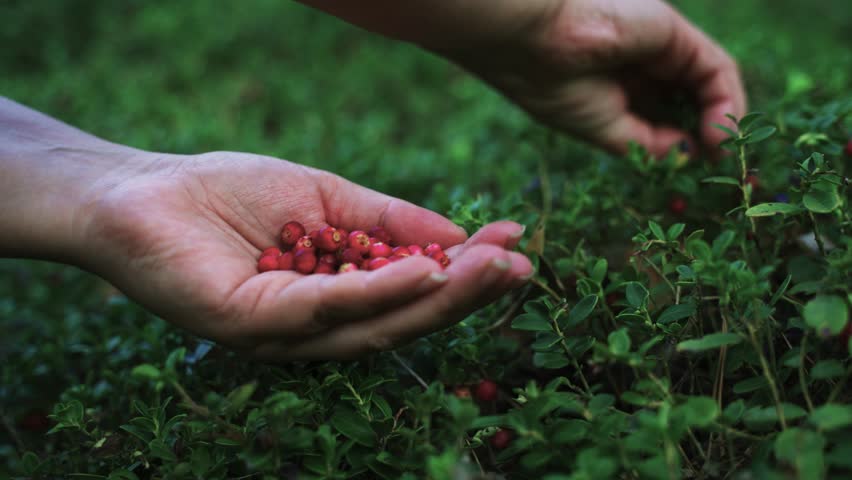 A man carefully gathers ripe cranberries from lush green plants. Surrounded by nature