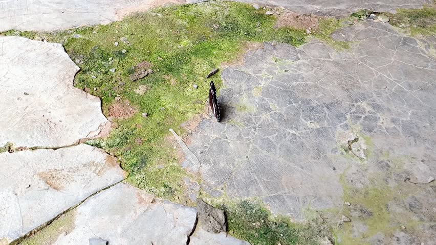 Blue moon butterfly (hypolimnas misippus) perched and flapping its wings on the floor