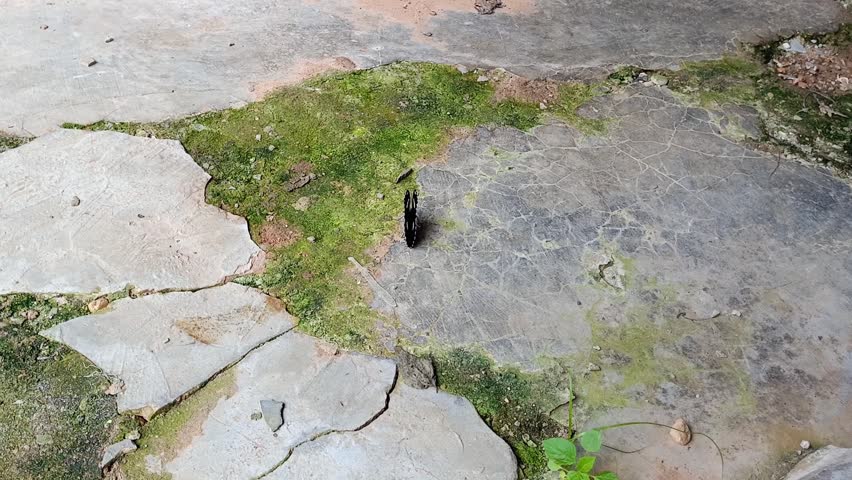 Blue moon butterfly (hypolimnas misippus) perched and flapping its wings on the floor