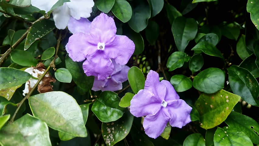 A closeup shot of beautiful elegant Brunfelsia uniflora or yesterday-today-tomorrow and kiss me quick flowers in full bloom during winter morning