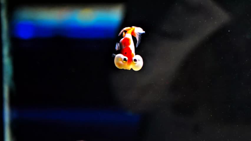 super slow motion view concept of living tocarassius auratus or bubble eye goldfish swimming in aquarium