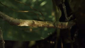 Mystical Fairy Forest with Glowing Lights - Powered by Shutterstock - Get 15% off with code: PIKWIZARD15