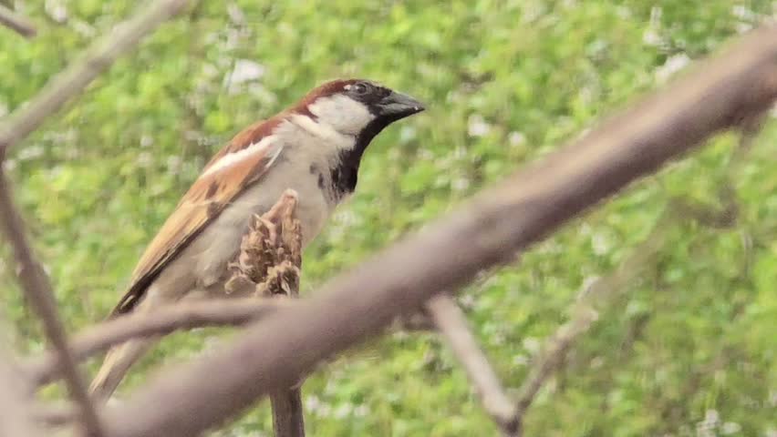 Indian House Sparrow Male Bird Perching on the branch of tree