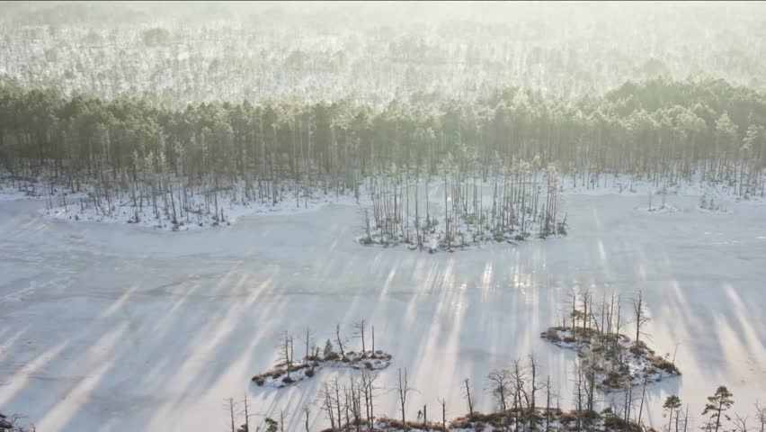 Beautiful winter landscape. Birds flying over the swamp. Drone footage. Latvia