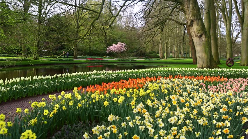 famous Dutch Keukenhof garden in bloom in the Netherlands in spring, gimbal shot of a blossoming tulip flowerbed in Dutch flower garden in Holland. High quality 4k footage