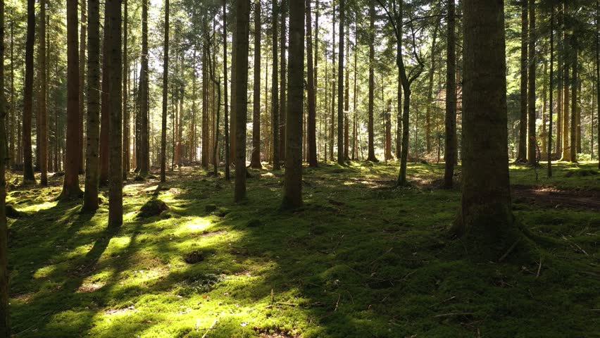 Green mossy forest floor with trees. Backwards fly. Drone shot.	
